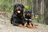 ROTTWEILER 226